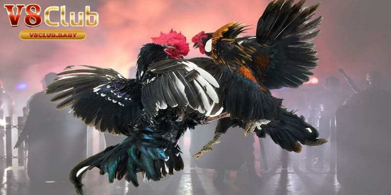 Các loại hình đá gà trực tiếp đang có trên V8CLUB