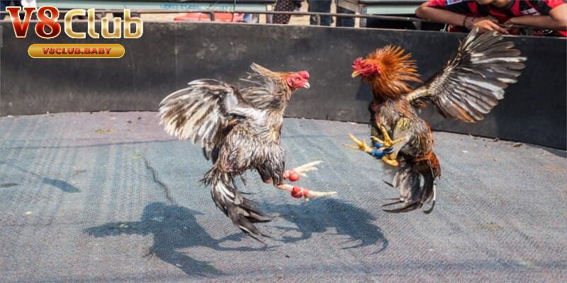 Kinh nghiệm chơi đá gà trực tiếp hiệu quả tại V8CLUB