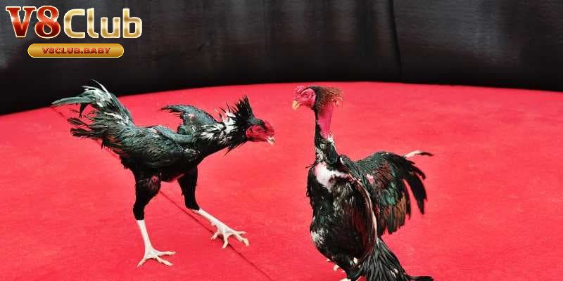 Lợi ích khi xem và chơi đá gà trực tiếp tại V8CLUB