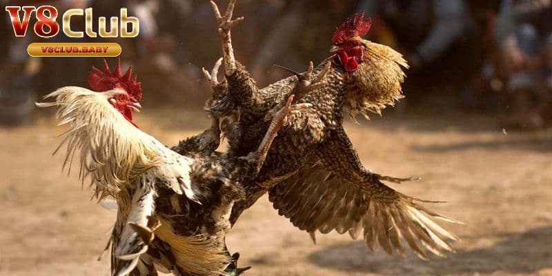 Đá Gà Trực Tiếp V8CLUB - Sân Chơi Hấp Dẫn Cho Người Mê Đấu Gà
